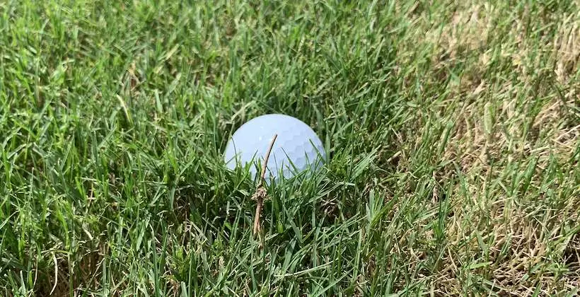 野芝に混じってティフトン芝のような柔らかくて密集している芝の部分にボールが沈んでいる写真