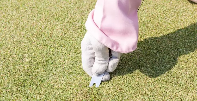 グリーンフォーク,種類,選び方