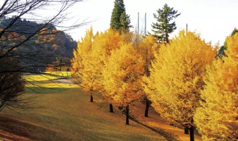 神奈川カントリークラブ（神奈川県）