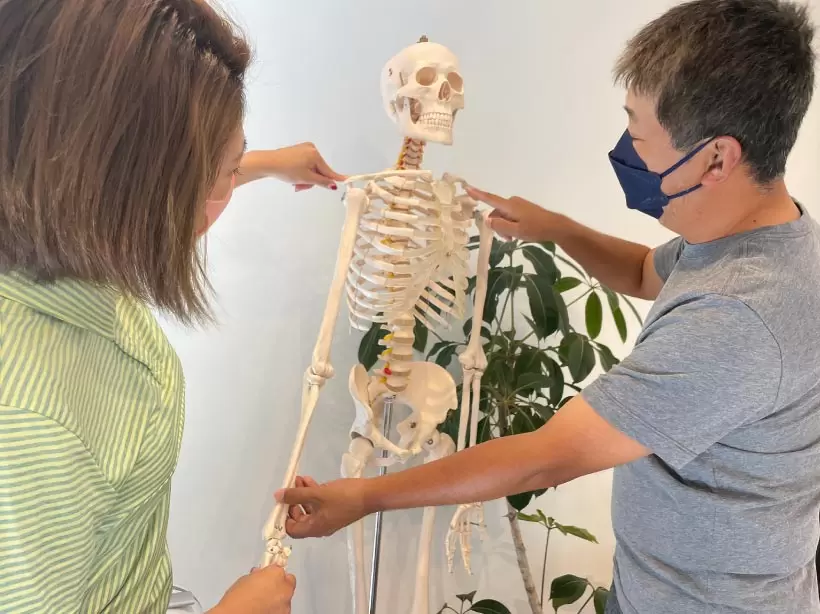 腕というのは肩からではなく鎖骨の付け根の部分からと考えることを骨の模型を使って説明