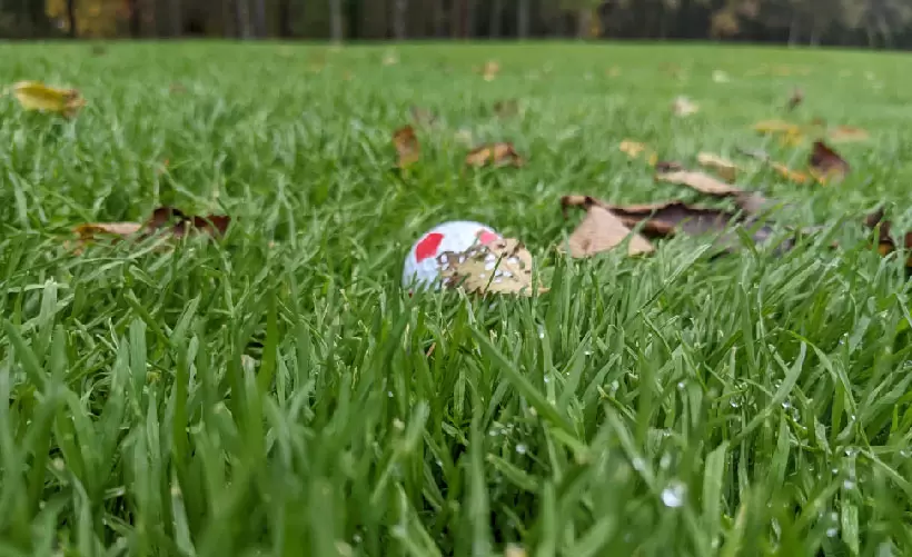 雨上がりのラフ