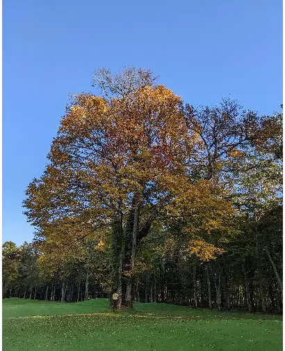御神木である桂の木