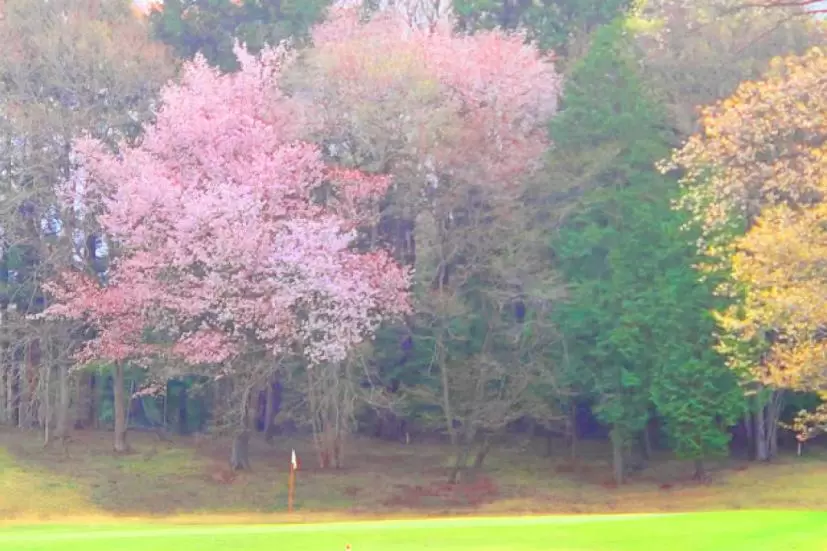 ゴルフ場,桜