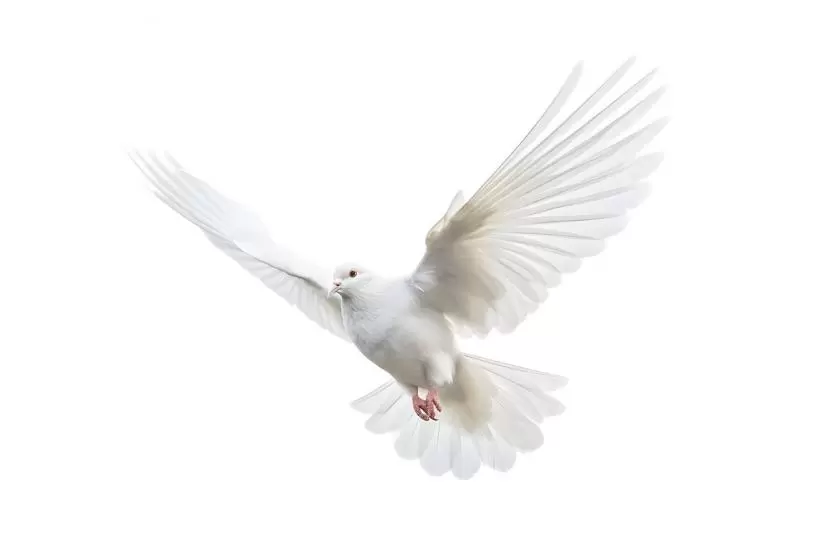 バーディーの意味