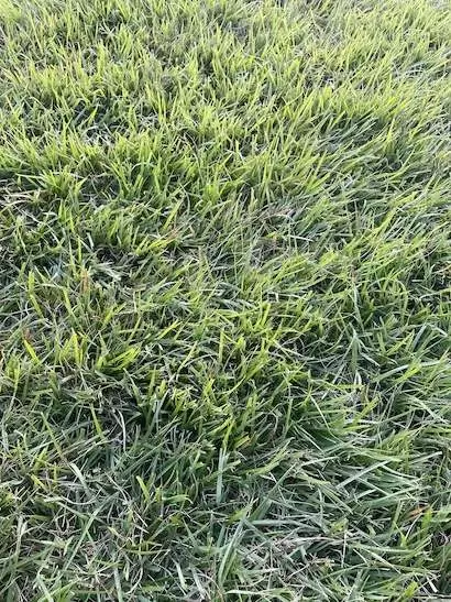 ZOZOチャンピオンシップ,ラフ