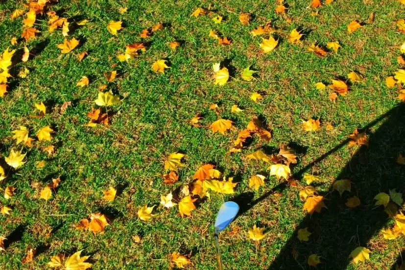 ゴルフ場,ゴルフクラブ,落ち葉