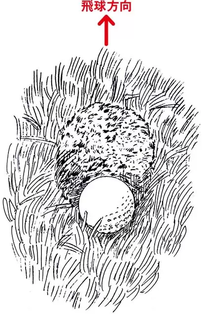 著書『パワー・ゴルフ』に掲載されたホーガンのターフ跡のイラストを見ると、短いのがわかる。「わずかボール1個分、前方に最下点があるイメージです」