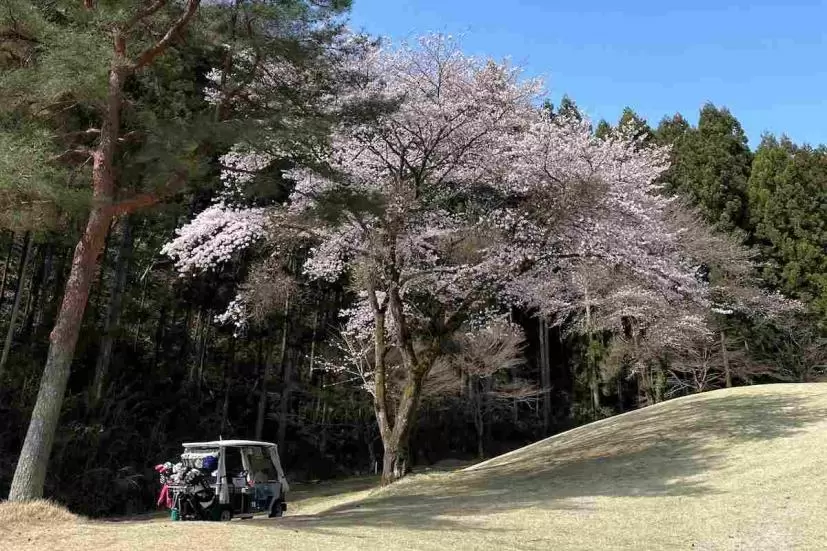 ゴルフ場,桜,ゴルフカート